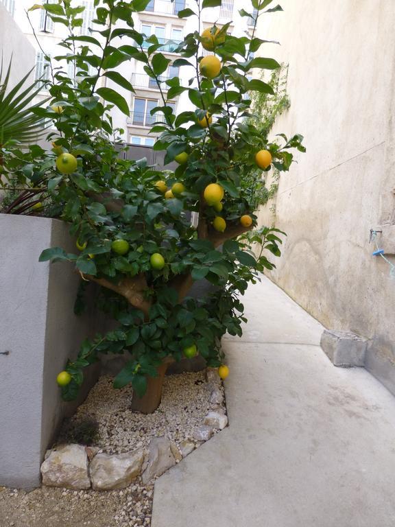 L'Orangeraie Et La Palmeraie D'Endoume Marseille Kültér fotó