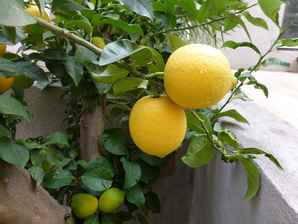 L'Orangeraie Et La Palmeraie D'Endoume Marseille Kültér fotó
